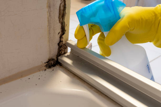 Why You Should Choose Our Mold Remediation Services in Laureles, TX